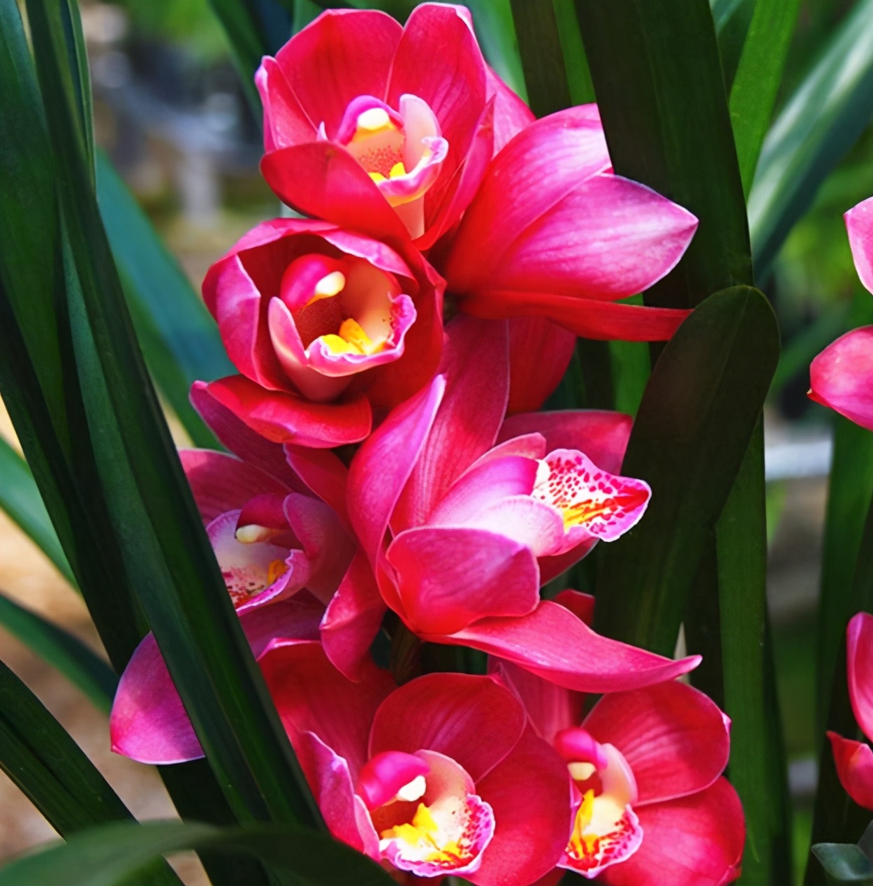 名贵兰花品种名称及图片欣赏,名贵兰花常见品种介绍图片