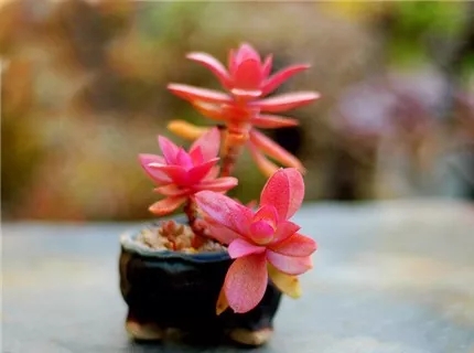 多肉老桩速成法根本用不了三五年,多肉怎么养成老桩小技巧