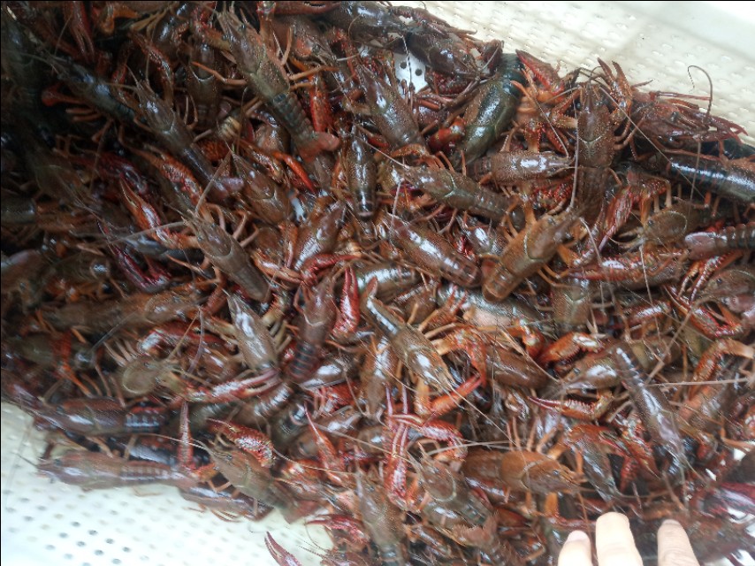 小龙虾怎么鲜活保湿,小龙虾怎么管理高产