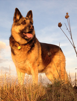 犬类图解,犬类大全100个视频