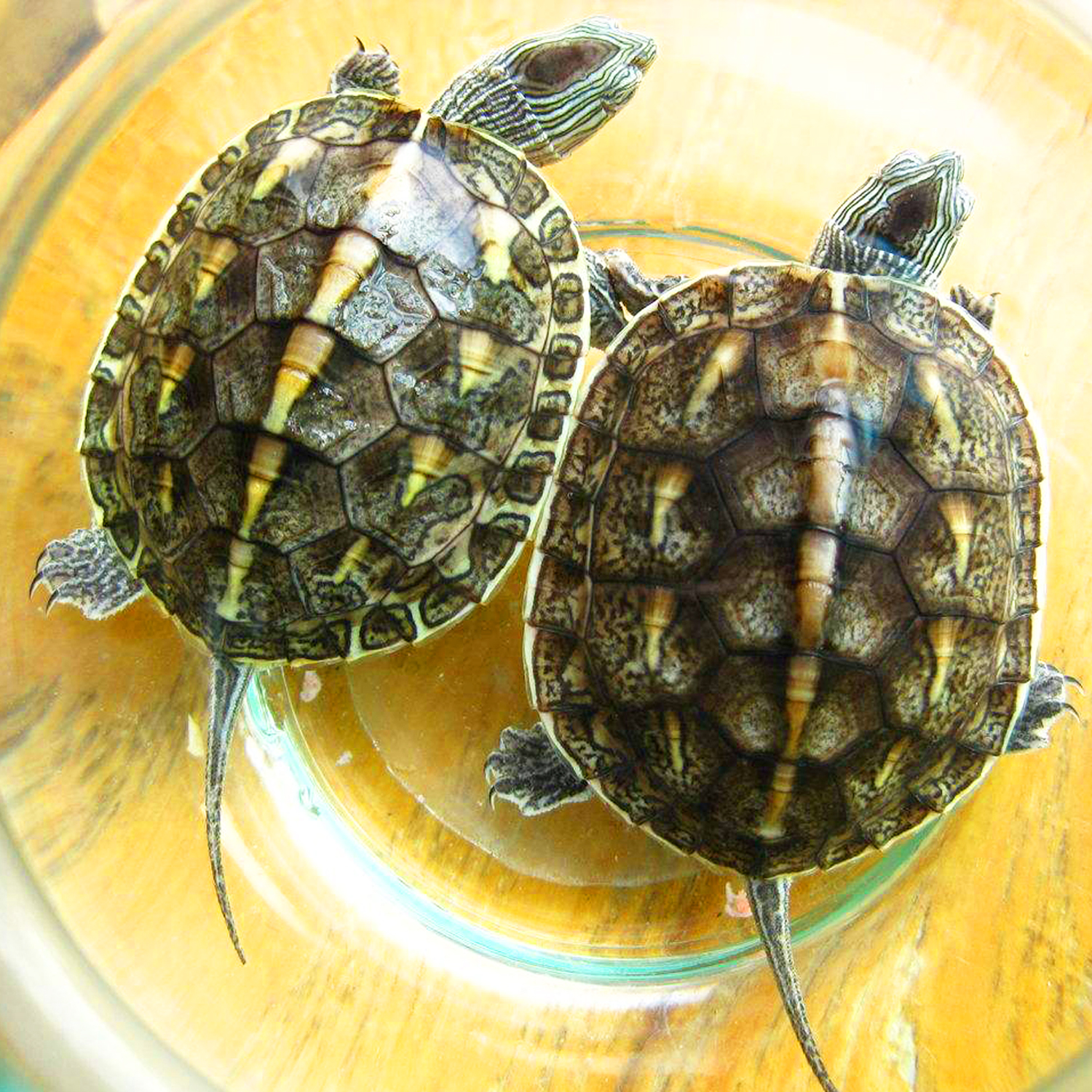 新手养龟买多大龟比较好养,新手养龟哪种龟最好养