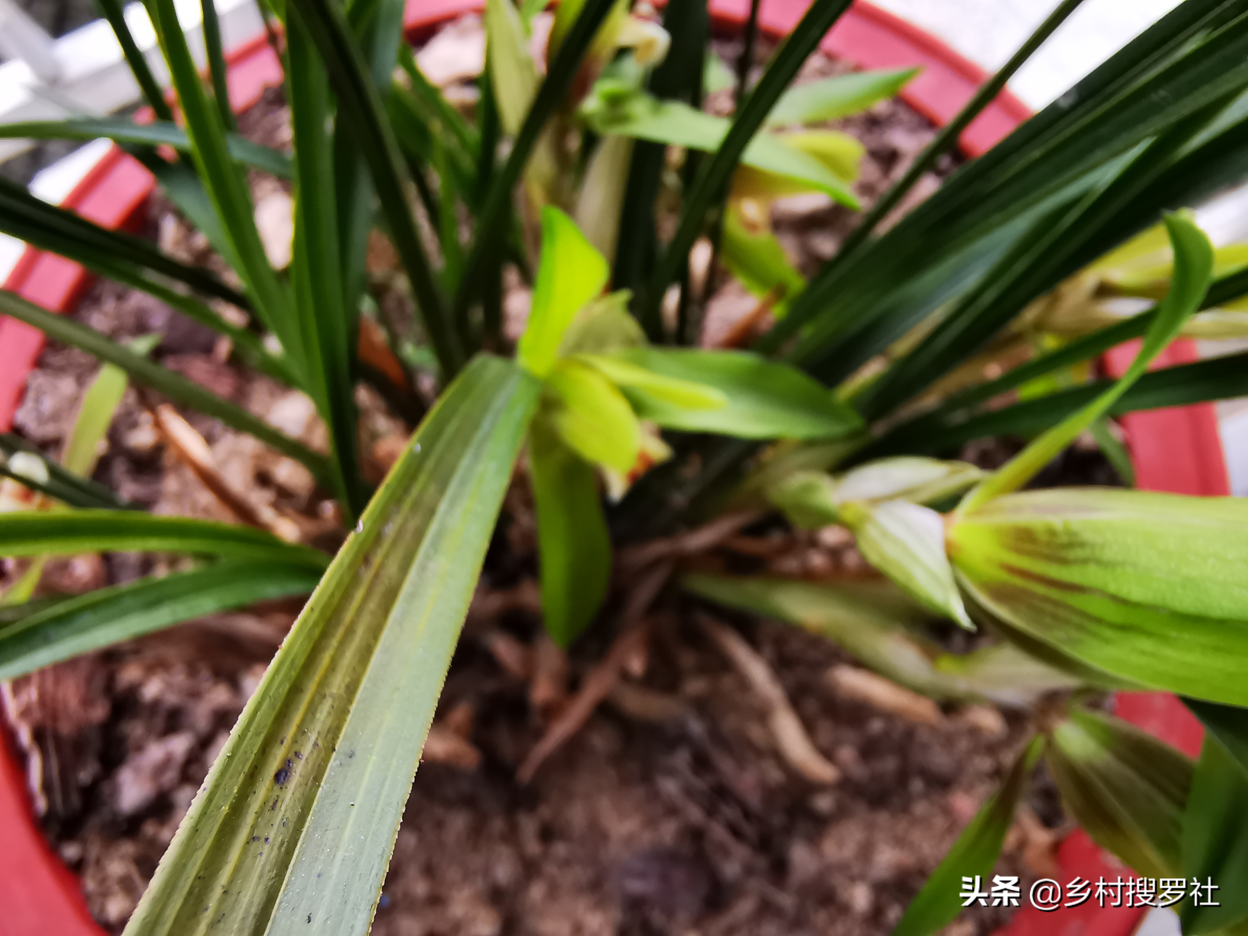 叶片起黑斑冬季爆发的兰花疾病,恶霉灵能治疗兰花叶片发黄黑斑吗