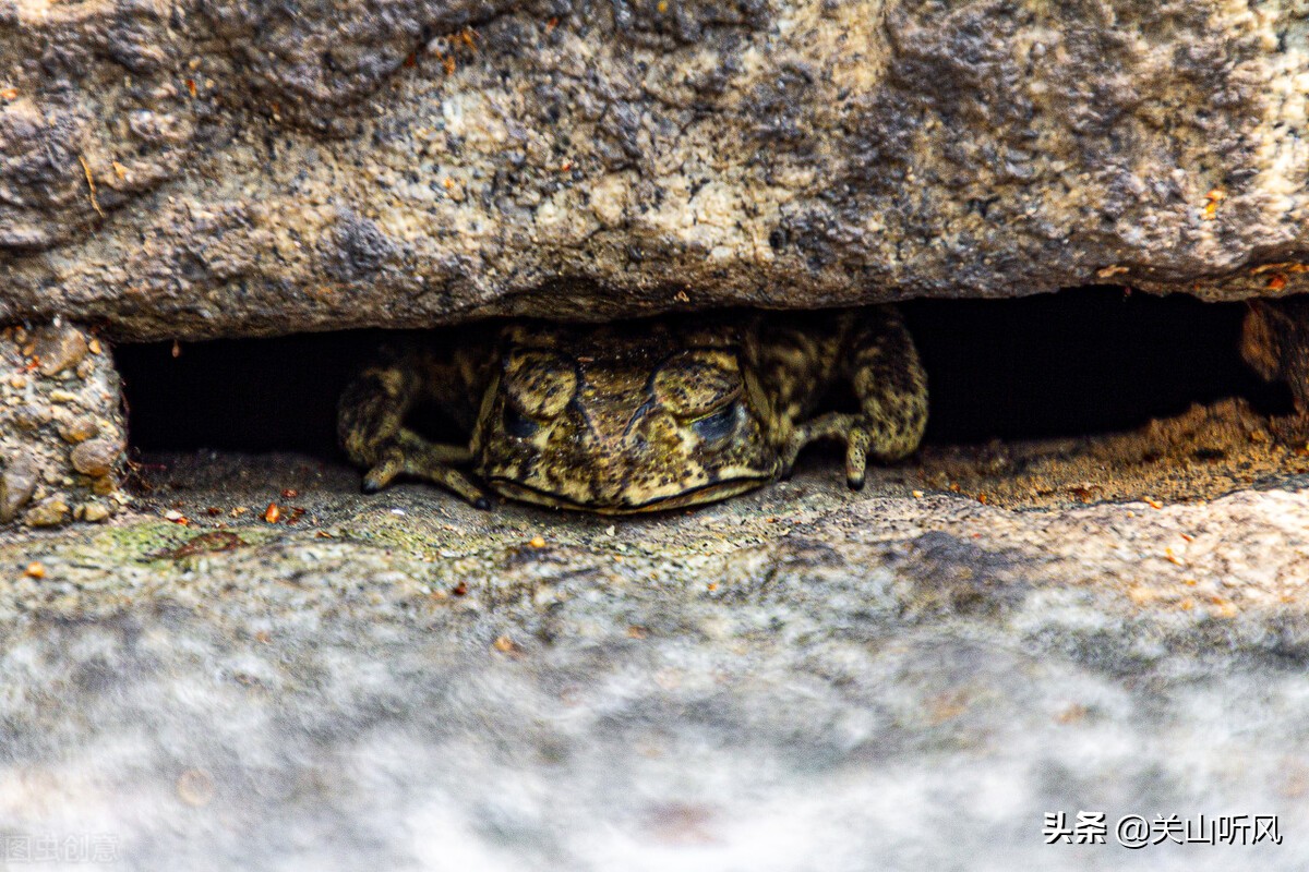 家里蟾蜍进门的真正预兆是什么,蟾蜍进屋是什么征兆