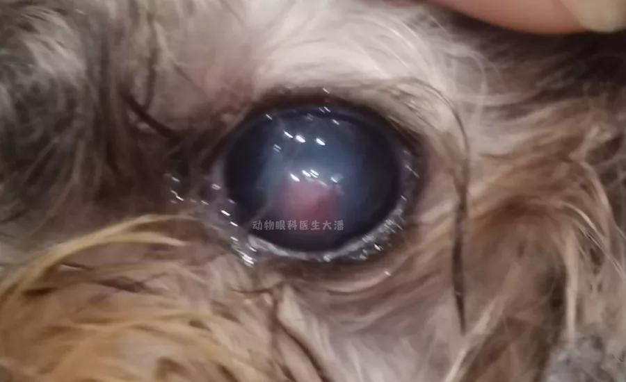 狗狗眼角膜溃疡一般治疗多久能好,狗狗眼角膜水肿与皮肤病有关吗