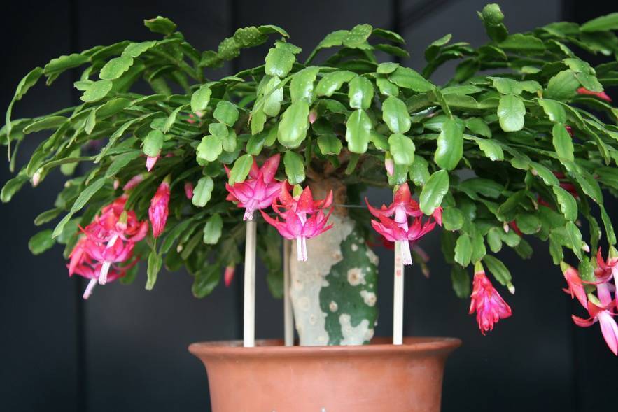 蟹爪兰和螃蟹爪一样吗,蟹爪兰叶子细长