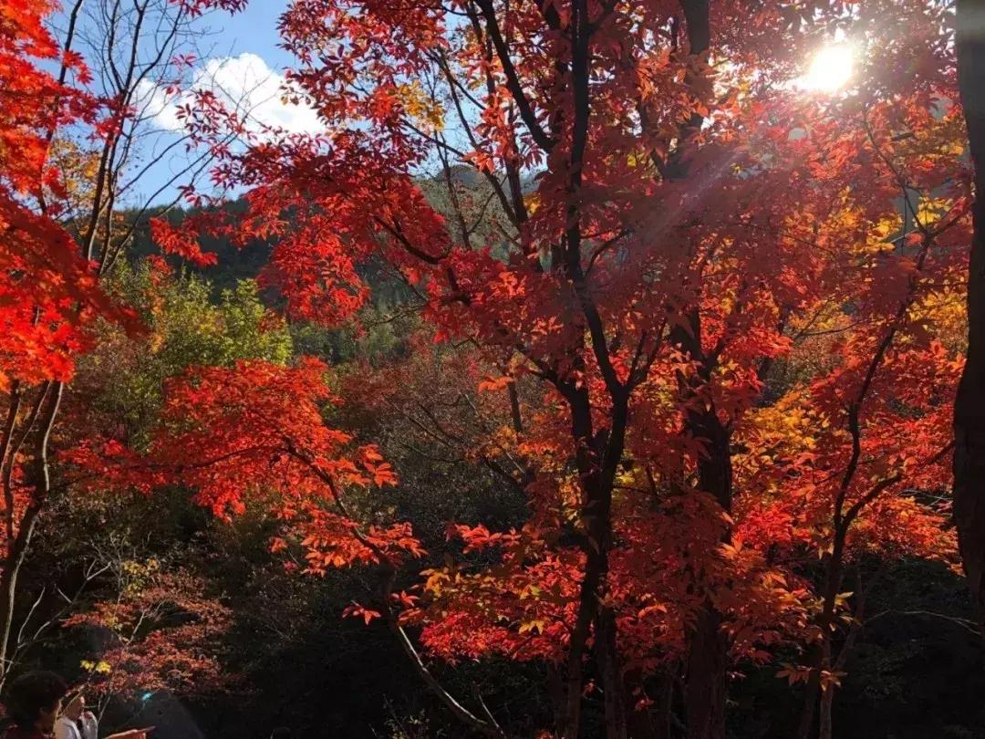 秋天来本溪赏枫叶,醉美枫叶季