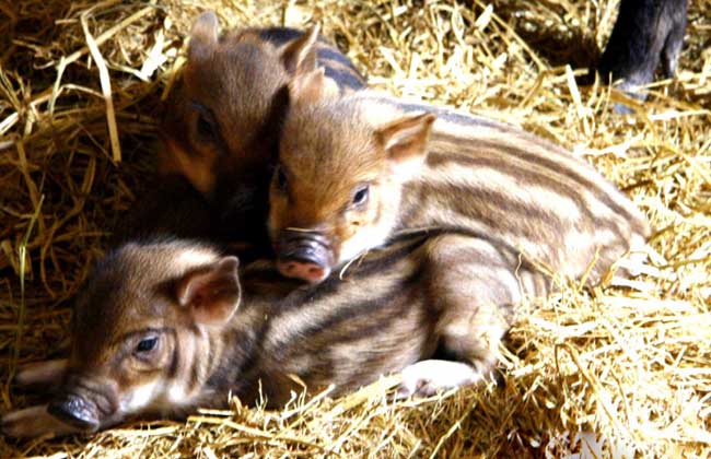 野猪养殖销路,养殖特种野猪销路如何