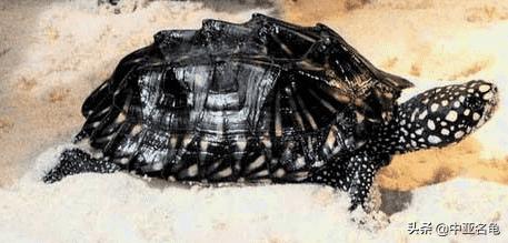 新手养龟快速入门教程,石金钱龟冬天怎么养新手必看