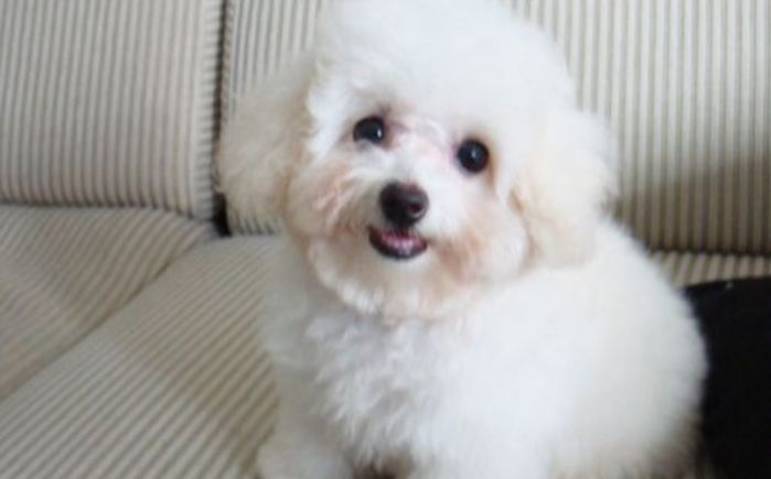 猫狗泪痕直接影响颜值，铲屎官应找到溢泪原因，先治病后去痕！