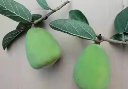 80后90后农村儿时零食野果,在海南儿时吃的野果还记得几种