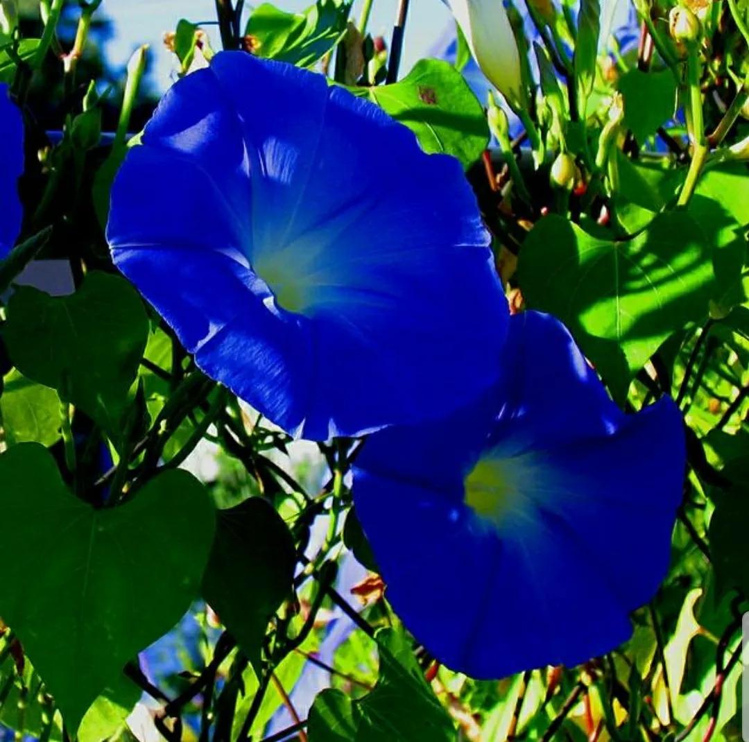 奇葩造型花：头上长草，心中有鬼，白月光。白天不开你非要晚上开