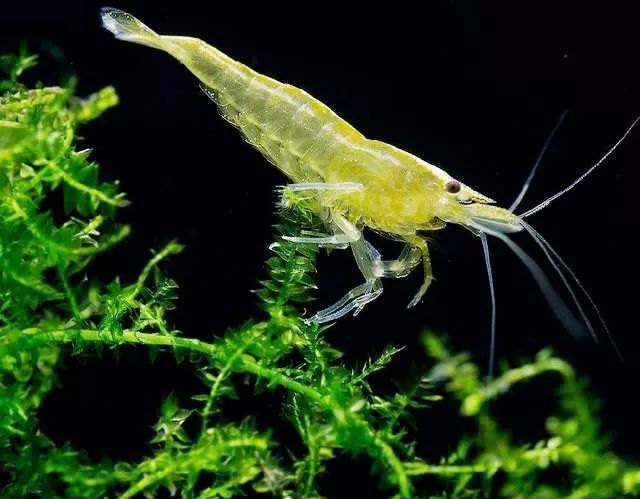 黄陂滠水钓鱼,黄陂前川滠水