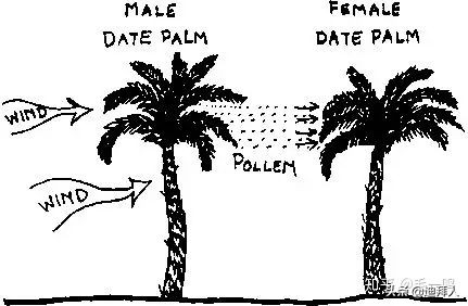 迪拜种一棵树,迪拜养一棵树成本