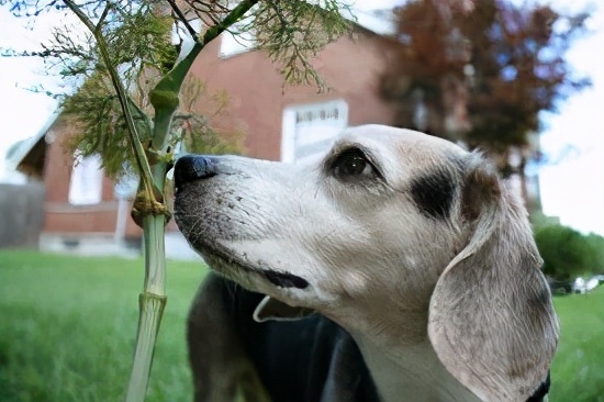 狗狗肾衰竭的治疗方法,幼犬狗狗肾衰竭