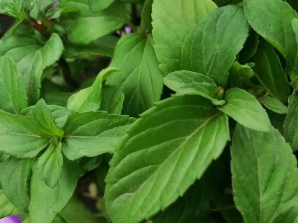 薄荷适宜什么方法繁殖,薄荷栽培和繁殖方法有哪些