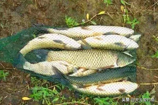 串钩钓草鱼的两种钓法,串钩浮钓草鱼的三大技巧