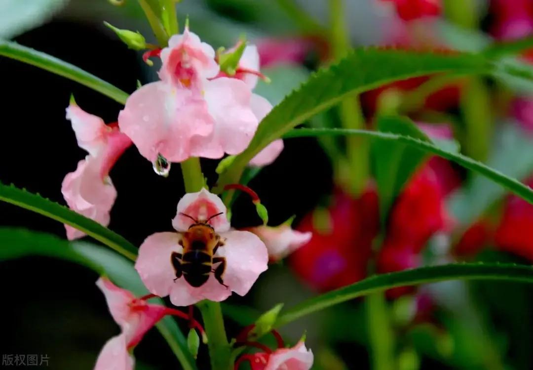 给凤仙花浇水的时候我们要浇到哪,如何养好凤仙花
