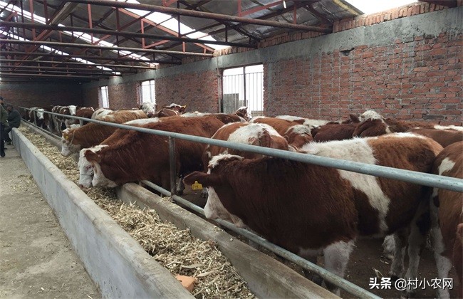 农村养牛赚钱思路养好牛,养牛致富的4个小妙招视频