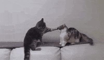 猫咪打架的5种真实原因,猫与猫咪之间打架会流血受伤吗