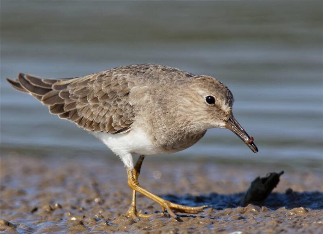 鸟中好爸爸!雌鸟只负责下蛋,孵卵与育幼的任务全留给雄鸟
