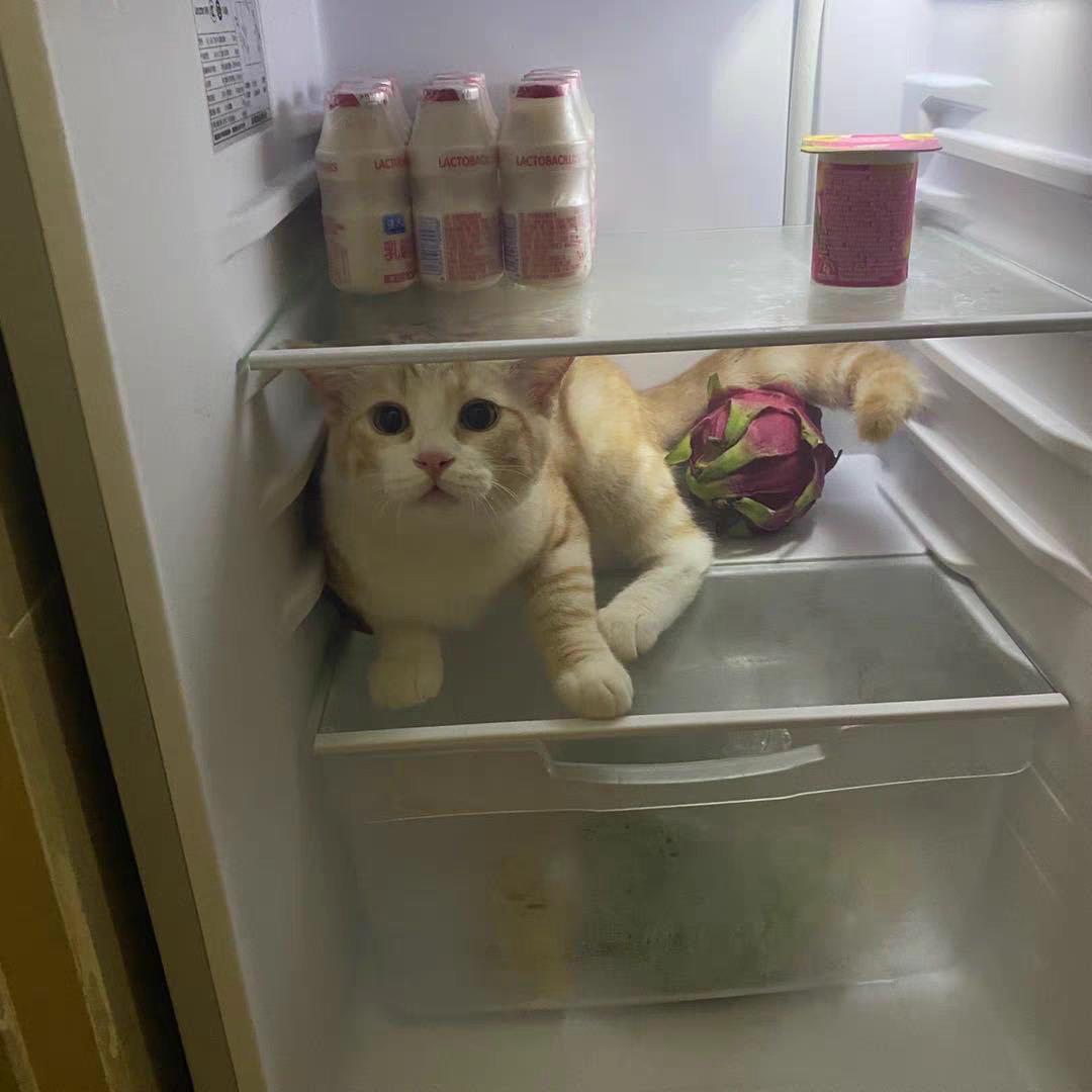 猫拉屎猫粮没消化,猫吃什么猫粮排便不臭