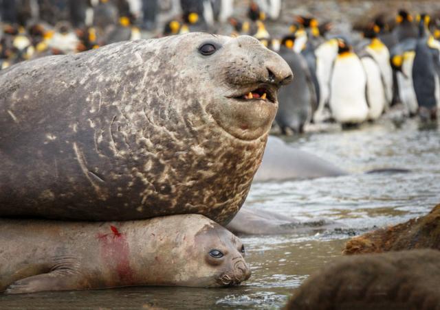 动物体形太大糗事多，海豹小媳妇被压出血，斑鬣狗洞房仅8秒