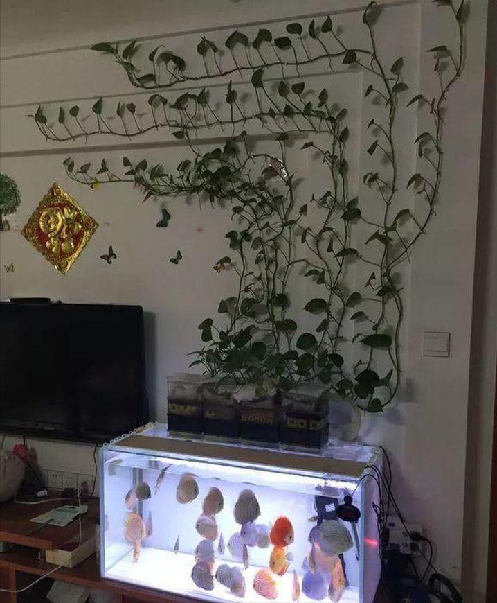 绿萝放鱼缸长得茂盛的方法,绿萝在鱼缸里怎么养新手