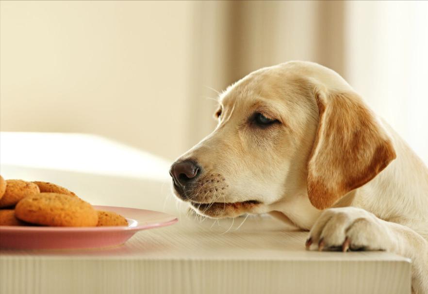 养狗前后父母的变化,父母养狗前后变化