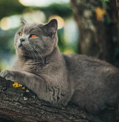 英国短毛猫缺点,英国短毛猫有哪些优缺点