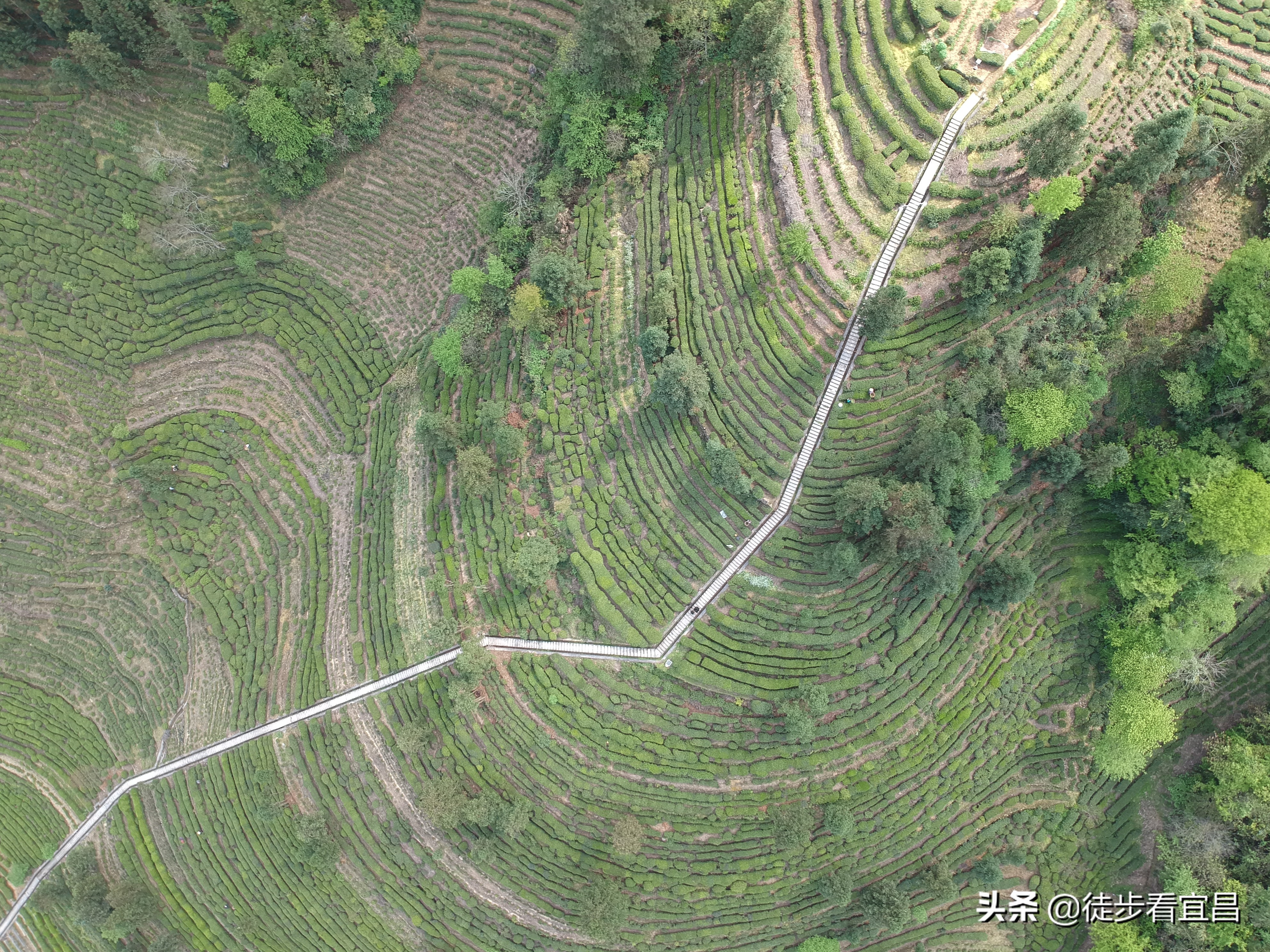 宜昌五峰茶乡全景,宜昌五峰国际旅游茶乡