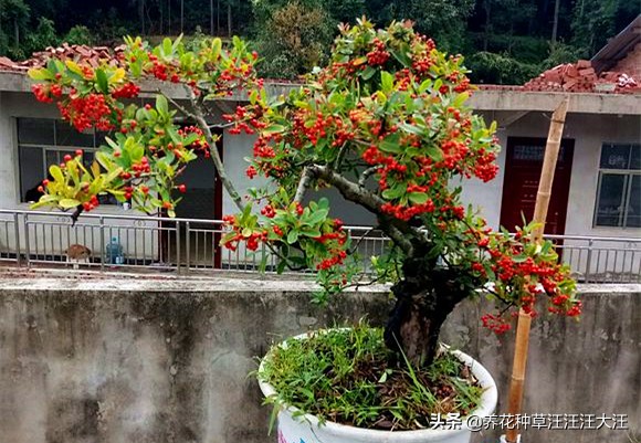 火棘盆景失枝,火棘盆景的管理方法和技巧