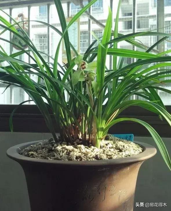 春兰荷瓣几大名品,春兰环球荷鼎和大富贵的区别