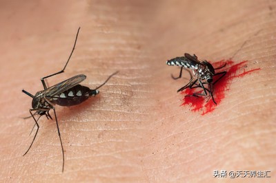 蚊子传染艾滋病毒吗,蚊子会传染艾滋病吗