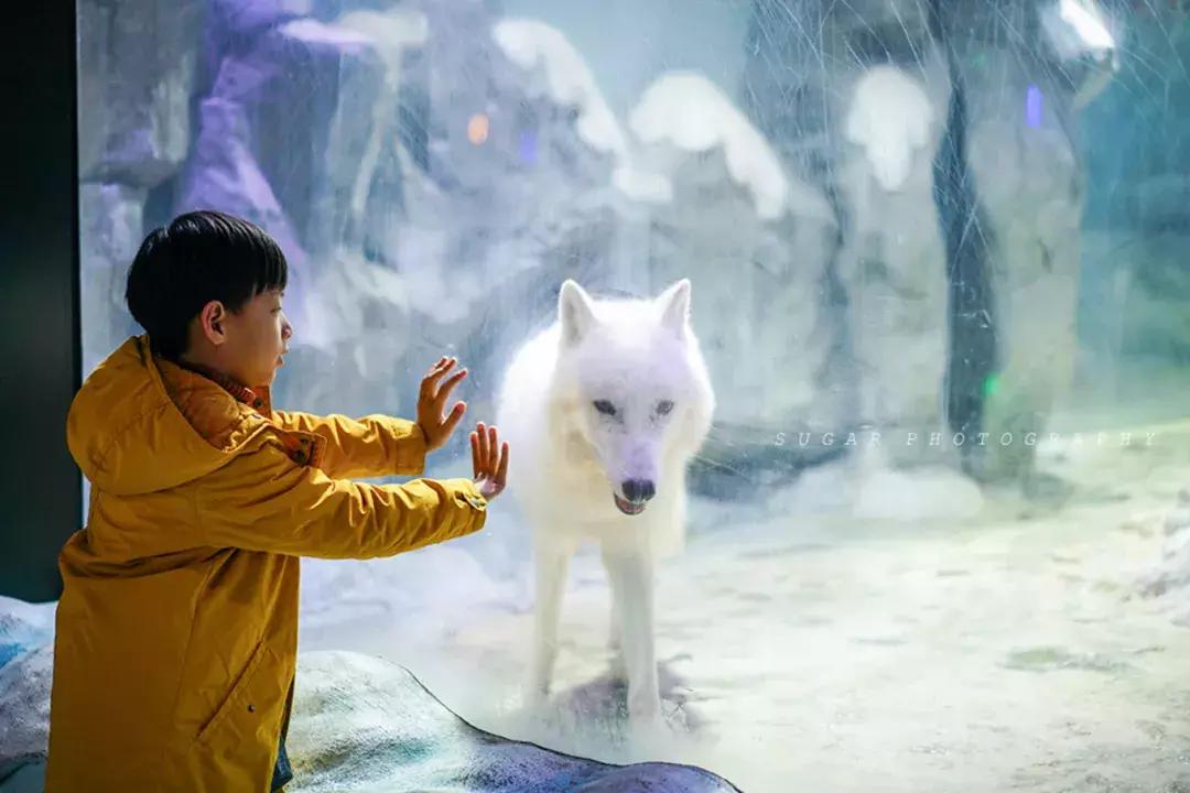 「亲子游」与万千海洋动物一起，夜宿探索极地海洋之美