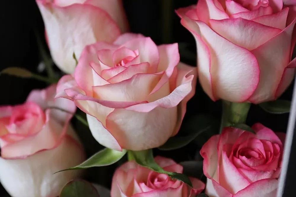 一篇文章带你认识三亚40种花,鲜花图鉴一次性认识30种玫瑰花