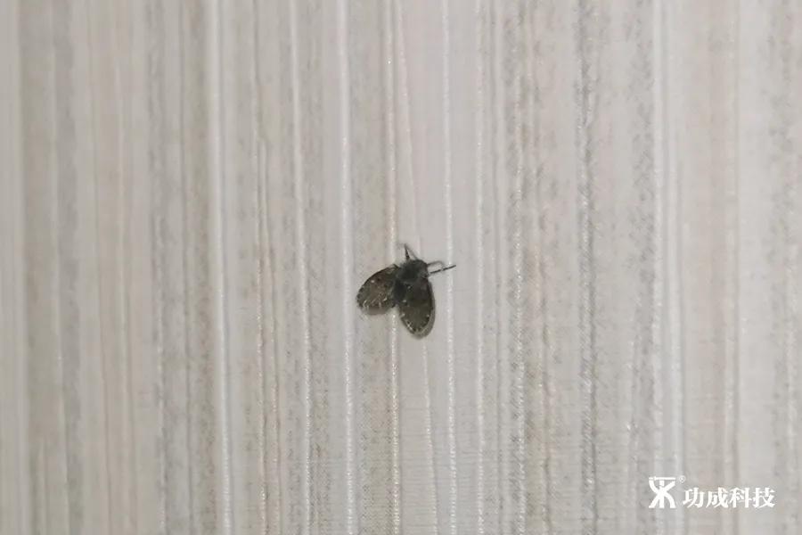 卫生间有小虫蛾蚋怎么治,卫生间出现蛾蚋怎么处理