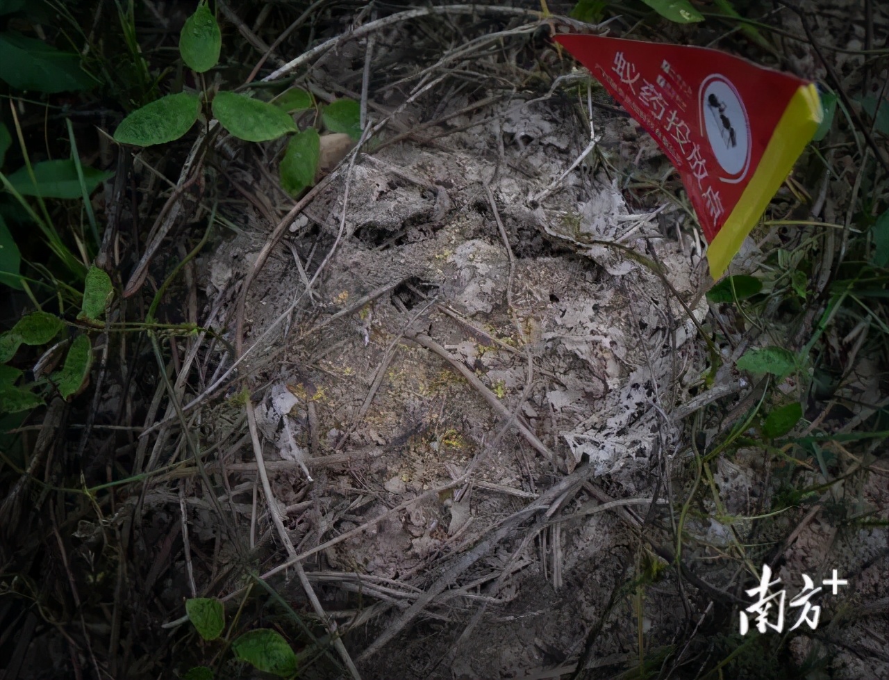 很毒！碰到这种小土堆躲远点