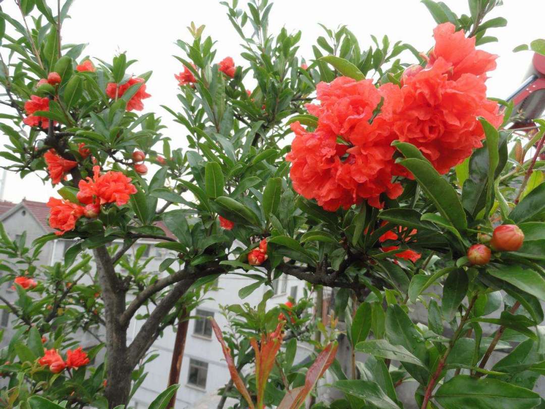 石榴优良品种牡丹石榴,喜欢石榴是因为什么