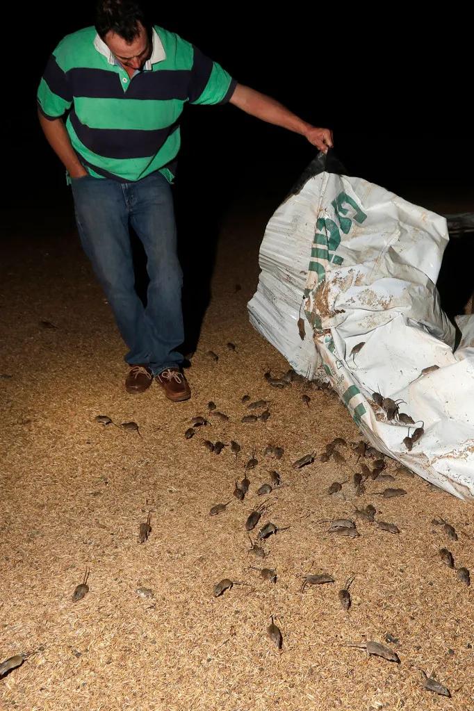 澳大利亚鼠灾事件视频,澳大利亚鼠灾真实事件