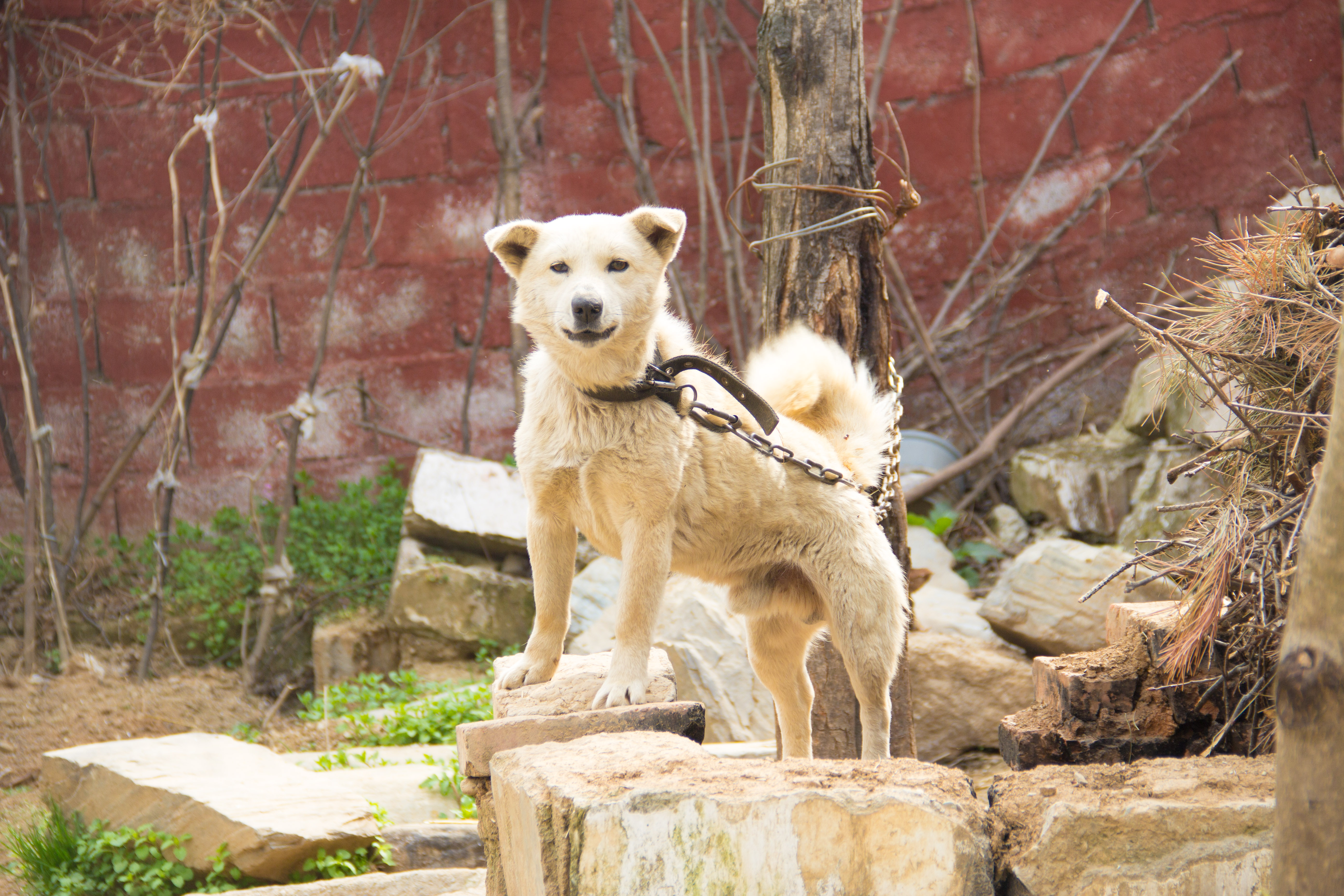 一条狗得有多幸运,一条见义勇为的狗