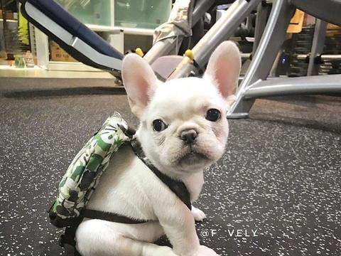 如何看法斗是不是纯种,法斗血统啥意思