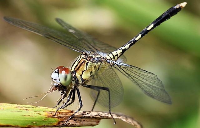 夏天捕捉蜻蜓,夏天捉飞虫