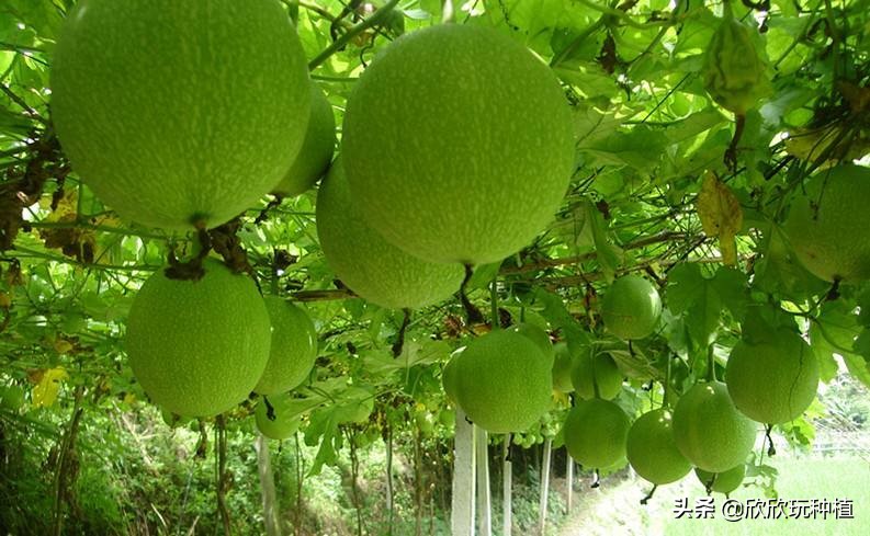 种瓜蒌是骗局吗,种瓜蒌好种吗