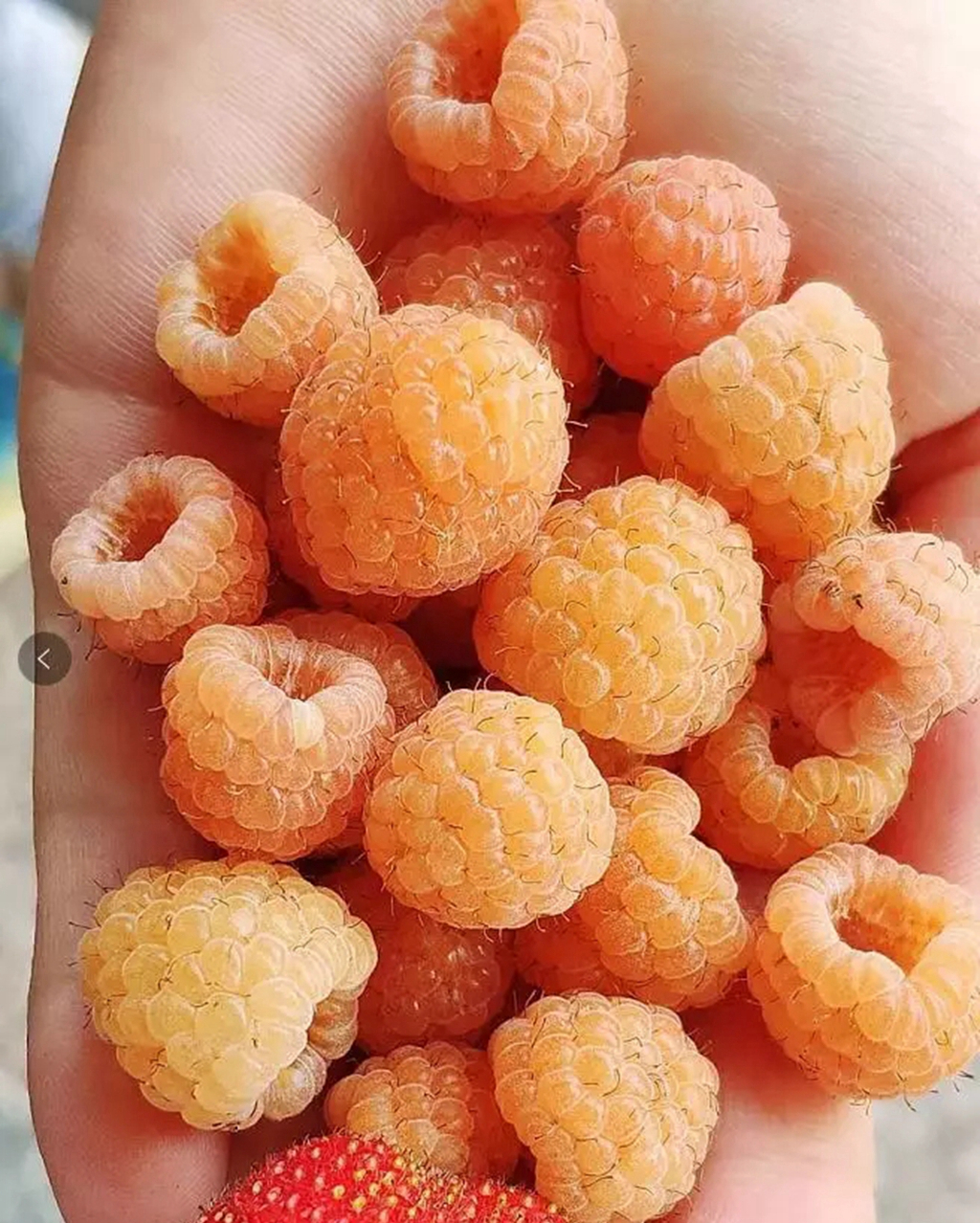 适合广东种植的双季树莓,北方双季树莓