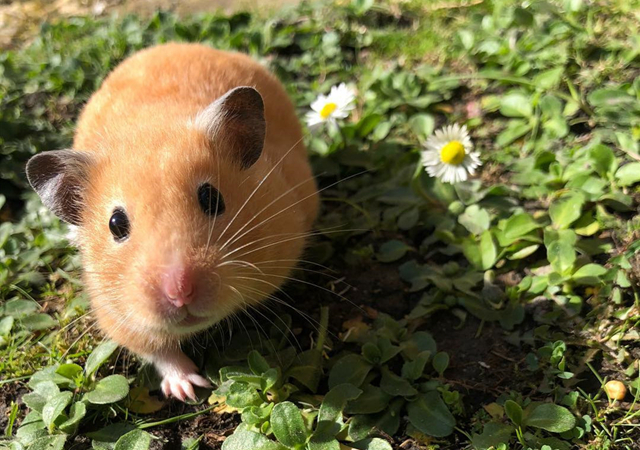 仓鼠逃跑被抓满脸沮丧，只因主人用了抓老鼠的方法，让它很没面子