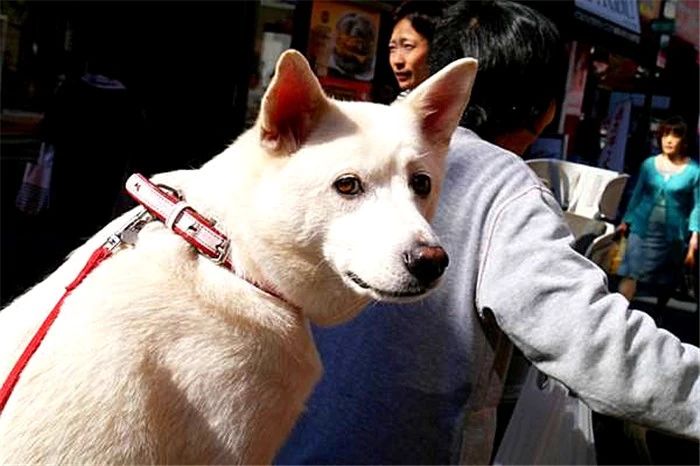 狗狗亲嘴是什么行为,狗狗亲吻你的嘴巴是什么意思