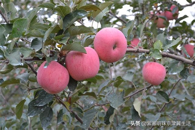 被遗忘的农家小院,蓟县八仙山评价高的农家院