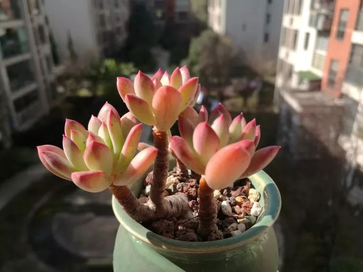 冬日暖阳邂逅最美的多肉,冬日暖阳和多肉暖了我的心