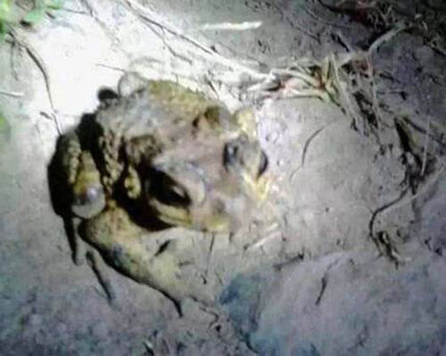 钓黑鱼妙招,钓黑鱼最好的办法视频