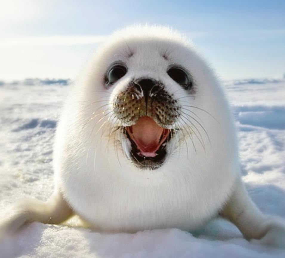 什么动物生气了最可怕,什么动物生气时会鼓起来